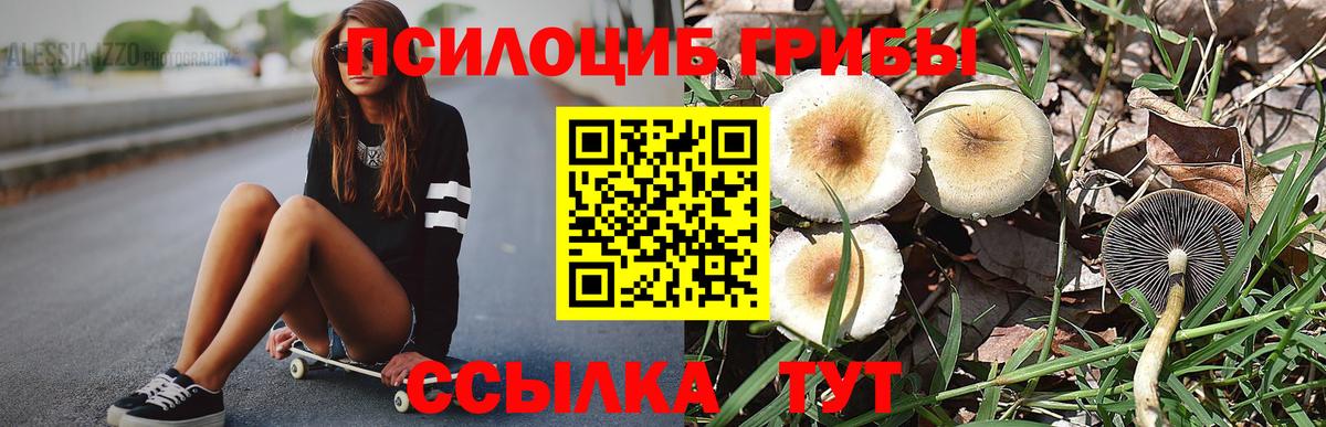 даркнет сайт  Вход с VPN  Новоалександровск  Псилоцибиновые грибы Psilocybine cubensis 